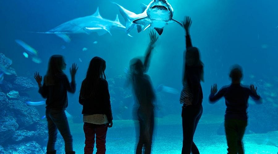 elever universeum